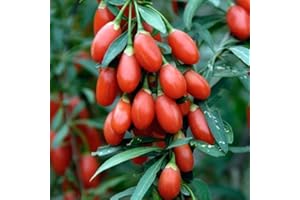 Welldales 30 Sweet Cherry Goji Berry Seeds Exotic Tropical Fruit Tree UK Wolfsberry Bush