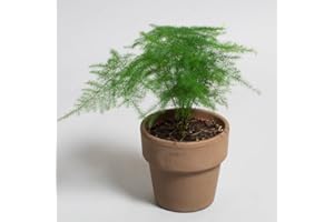 TROPICAL PLANTS UK Asparagus Plumosus | Asparagus Fern | Houseplant | 9cm Pot