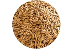 Oat Grass Seed - UK Regeneratively Grown | Ideal for Juicing, Pets & Microgreens | From Brow Farm, Lancashire (1.5kg)
