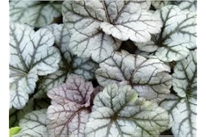 Heuchera - Purpurglöckchen "Cinnabar Silver" - winterhart, im Topf 12 cm, in Gärtnerqualität von Blumen Eber - 12cm