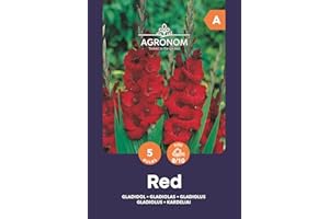 AGRONOM TESTED IN THE GARDEN AGRONOM | GLADIOLIA DE FLORES GRANDES - RED | Bulbos de flores perennes | Flores rojas | Se cultivan en jardines de flores, macetas y céspedes en flor| 5 bulbos de flores