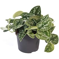groe eiben kaufen Taxus baccata