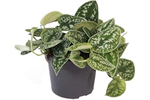 EXOTENHERZ Ivy - Scindapsus pictus argyraeus, 12 cm pot