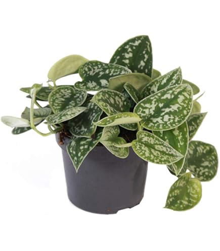 griechische zimmerpflanzen Griechischer Oregano 🌿 Balkonpflanzen von urbanhochbeet.de – Urban Hochbeet main image 0