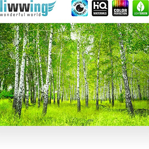 Fototapete Wald – ALLE WALDMOTIVE auf einen Blick ! Vlies PREMIUM PLUS – 200×140 cm – SUNNY BIRCH FOREST – Birkenwald Bäume Wald Sonne Birkenhain Birke Birken Gras Natur Baum – no. 112 - 2