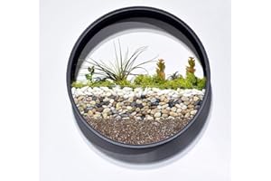 SINK Ecosides Florero de Pared Vidrio Metal Redondo,Flor Maceta de Pared,Macetero Pared,Terrario de Pared,Suculento Contenedor Vertical Decor para Sala de Estar,Cocina,Balcón,Escalera (Negro, 25 cm)