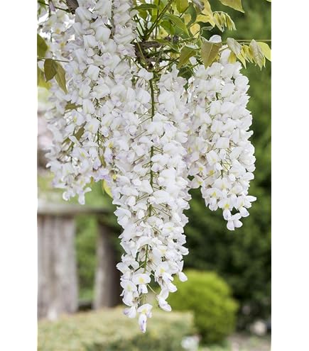 Chinesischer Blauregen Wisteria sinensis Pflanze 25-30cm Glyzine Glyzinie :  Amazon.de: Garten