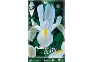 PRGA BULBI AUTUNNALI IRIS HOLLANDICA WHITE EXCELSIOR CONFEZIONE DA 10 BULBI BULBS BULBES