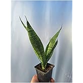 Video Sword Flower (10 30 Cm) 1 Potted Indoor/Outdoor Plant Gladiolus