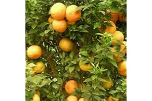 MONDOPIANTE Albero Di Chinotto,Altezza 140cm