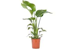 BLOOMIQUE WL Plants Strelitzia Nicolai Planta de interior, flor de ave del paraíso, plantas de interior exóticas, plantas de interior auténticas, purificadoras de aire, altura de las plantas +/- 110 cm, incluye