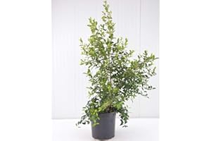 MONDOPIANTE Pianta Eugenia Myrtifolia, Vaso 24 Altezza 80/110cm