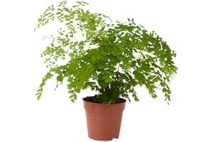 Verdecora Adiantum (Culantrillo) en Maceta Ø13 cm | Helecho de Interior Elegante y Decorativo | Ideal para Espacios Sombríos y Húmedos