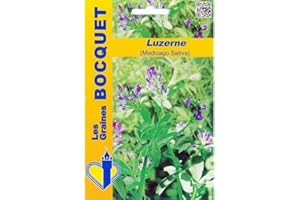 Sachet de graines de Luzerne (Medicago sativa) - 100 g - fleur vivace - LES GRAINES BOCQUET