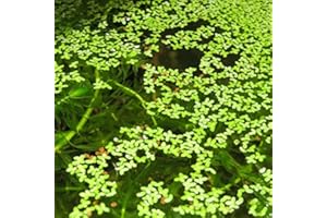 PROXIMUS N1 Duckweed Floating Live Plant for Aquarium Garden Pond Duck Weed