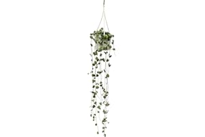 EXOTENHERZ Flowering plant - Ceropegia woodii - Chandelier - 10cm Pot