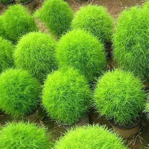 Firstly Rare Kochia Grass Seeds Garden Fast-Growing Hardy Plants Flowers