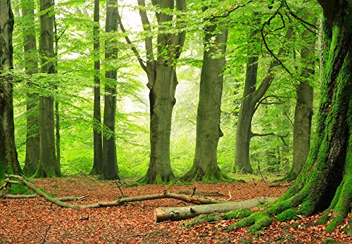 Fototapete Beech Grove 366x254cm Tapete Buche Wald Bäume Laubwald NEU deco.deals - 2