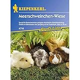 Kiepenkerl Meerschweinchenwiese