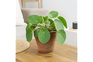 GARDENERSDREAM Pilea Peperomioides Chinese Money Plant - Indoor Plants - Real Plant for Home & Office - House Plants Indoor with Pot (20-30cm Incl. 9cm Pot)