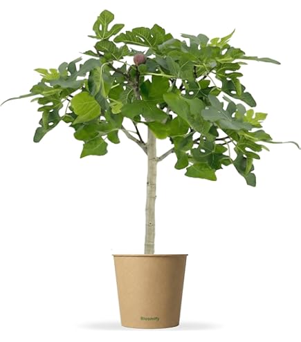 Meine Orangerie Feigenbaum Panach - Ficus carica "Variegata" - panachierte  Feige mit grn-gelb gestreiften Frchten - winterharter Feigenbaum in  Grtnerqualitt - ideal fr Kbel, Balkon & Garten : Amazon.de: Garten