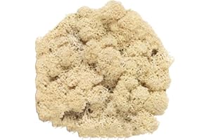 VERDE STABILIZZATO Lichene stabilizzato sfuso da 250g/500g - 100% naturale vivo conservato - vari colori - per decorazioni, modellismo, terrario, parete (Naturale, 500g)