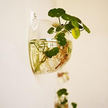 Zopeal 12 Sets Wand-Pflanzgefäße Aus Glas – Mit Seil, Haken & Bewässerungsflasche, Für Hydrokultur