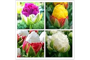 FStening 12 Pezzi Gelato Misto Tulipani Bulbi Per Piantare Giardini All'aperto Varietà Unica Rara Forma Di Fiori Arcobaleno Amata Da Molti Giardinieri Domestici