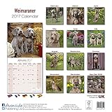 Image de Weimaraner