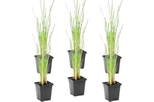 Bloomique - 6er Set - Typha Latifolia - Breitblättriger Rohrkolben - Teichpflanzen Winterhart - Wasserpflanzen - Zone 2-3 - Höhe 15-25 cm - Topf 9 cm