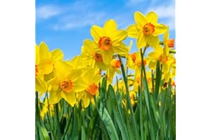 BRKENT Bulbi Narcisi Di Fiori Perenni Resistenti Bulbi Ornamentali Fiori Decorativi Freschi Decorazioni Da Giardino Per Esterni Piante Resistenti Per Fiori Da Giardino 6 Bulbi Di Narciso (Giallo)