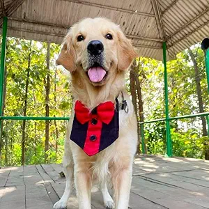 That Dog In Tuxedo The Party Dog Tux Bandana/Vest (XL)