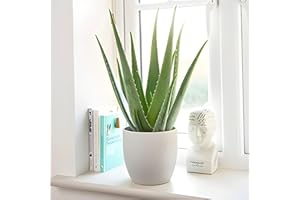 Carbeth Plants Aloe Vera Plant in 11cm Pot - Healing Succulent Houseplant - Air Purifying Indoor Plant - Easy Care for Beginners