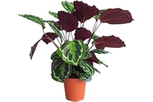 PLNTS - Calathea Medallion (Gebetspflanze) - Zimmerpflanze - Zimmerpflanzen, Pflanzen Echt, Nachhaltige Verpackung - 19cm Topf - Höhe 60cm - Direkt von der Gärtnerei