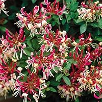 Serotina Belgica Honeysuckle Vine - Late Dutch - Lonicera - 2.5" Pot