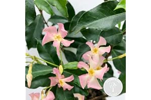 Trachelospermum 'Star of Ibiza' – Jasmin rose de Toscane – Plante grimpante - ⌀15 cm - 60-70 cm