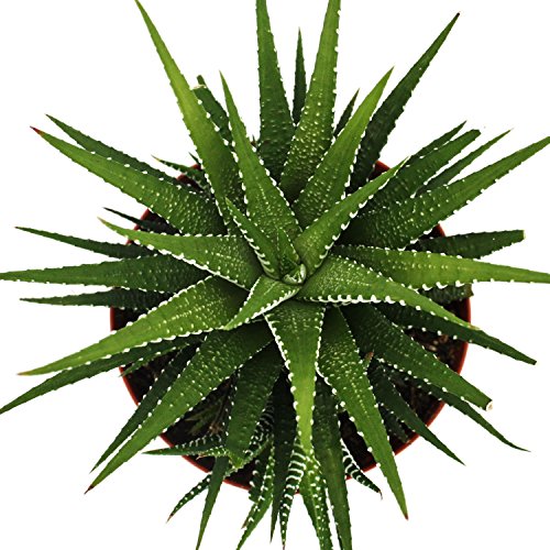 Haworthia fasciata „Big Band“ – Pflanze im 10,5cm Top - 4