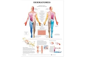 ANATOMICAL CHART COMPANY Anatomical Chart Dermatomes