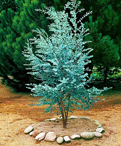 Winterharter Eukalyptus Azura Hhe Ca 25 30 Cm Topf Ca 2 L