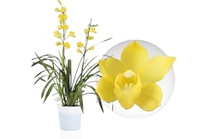 DUTCH BULBS EXCLUSIVE PLANTS FROM HOLLAND Orchidée Cymbidium Jaune - 1 Plante Intérieur Naturelle - 60-70 cm - Pot de 14 cm - Avec fleurs et parfumée - Naturelle Plante de Hollande (pas de graines, non artificiellele)
