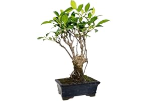PLANETA HUERTO BonsáiGranada | Ficus Retusa 5 ans