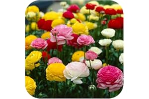 50 Ranunculus (Persian Buttercup) Mixed Spring Flowering Bulbs/Corms by Growtanical ®