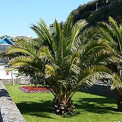 Pair of Hardy Phoenix Palm tres 80-100cm tall