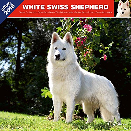Download BERGER BLANC SUISSE 2018 - CALENDRIER AFFIXE (WHITE SWISS SHEPHERD)