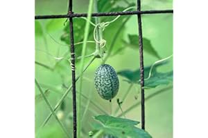 SVI 35 graines de Cucamelon/souris Melon - Melothria Scabra