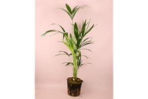 Palmera Kentia | Plantas Naturales Interior | Pur Plant