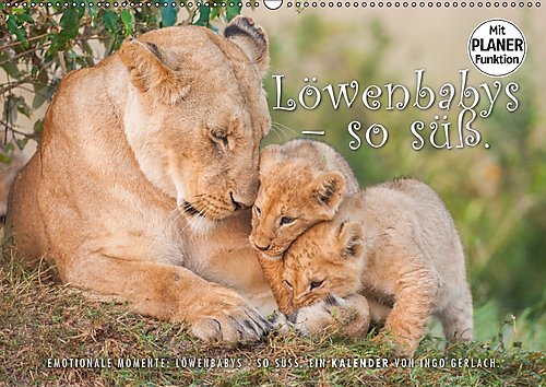 Emotionale Momente: Löwenbabys - so süß. (Wandkalender 2017 DIN A2 quer): Quirlige Löwenbabys in freier Wildbahn fotografiert, Bilder die besonders ... 14 Seiten ) (CALVENDO Tiere)