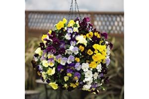 THOMPSON & MORGAN Mix Flowering Pansy ‘Coolwave’ Mix Collection Hardy Perennial Garden Trailing Plants,48 x Pansy Coolwave Mixed Plug Plants by Thompson and Morgan (48)