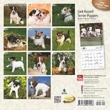 Image de Jack Russell Terrier Puppies 2016 Calendar