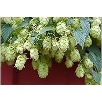 Wilder Hopfen (Humulus lupulus)"Wunderschöne Kletterpflanze" 2 Töpfe